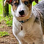 dog, puppy, collar, tag, fur, brown, white, black, outdoor, grass, tree, wood_chips, animal, pet, canine, looking, young, ears, snout, nature