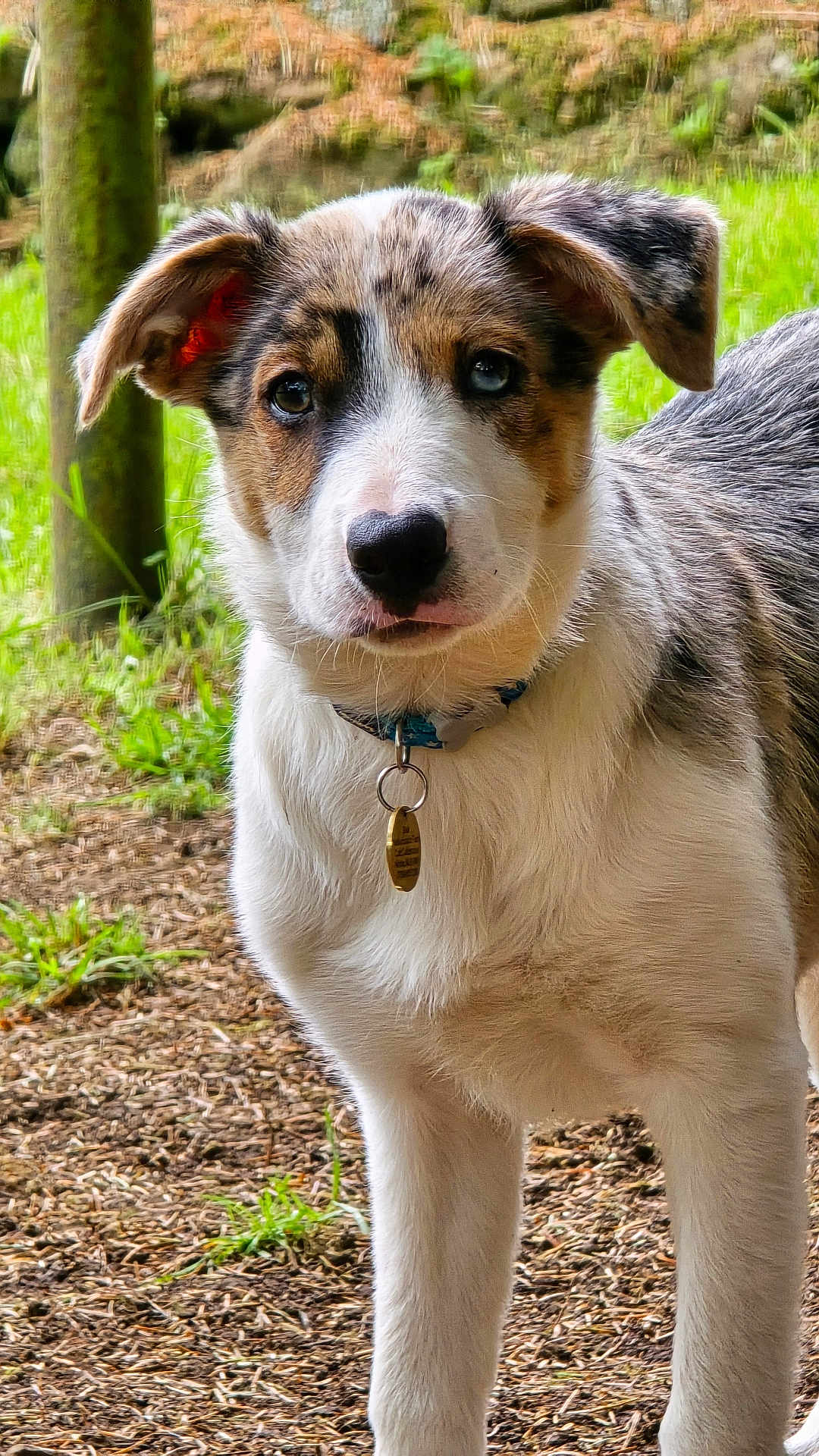 Atlas