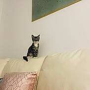 Miko joined the competition — help win amazing prizes! animal_print, blanket, cat, couch, cozy, curious, cute, decor, furniture, home, indoor, kitten, looking, pet, pillow, sitting, small, tabby, wall_art, white_wall