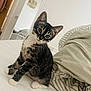 Miko joined the competition — help win amazing prizes! animal, bed, blanket, cat, cozy, curious, cute, feline, fur, home, indoor, kitten, mirror, paws, pet, striped, tabby, tilted_head, whiskers, young