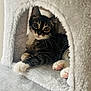 Miko joined the competition — help win amazing prizes! animal, cat, cat_house, close_up, comfortable, cozy, curious, cute, eyes, fluffy, fur, indoor, kitten, paw, pet, pink_paw_pads, resting, soft, tabby, whiskers