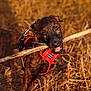 dog, puppy, brindle_coat, red_harness, stick, grass, outdoor, nature, playful, chewing, animal, pet, canine, young_dog, sunlight, field, happy, closeup, brown, active