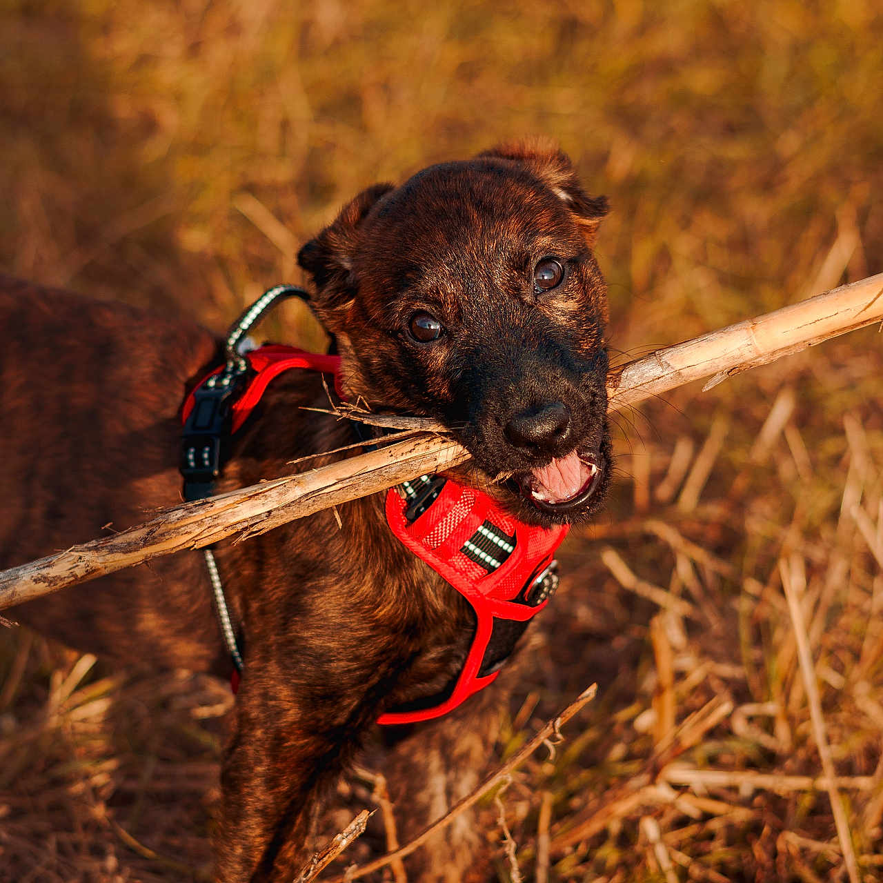 Ava participe au concours pour gagner de l'argent avec cette photo : active, animal, brindle_coat, brown, canine, chewing, closeup, dog, field, grass, happy, nature, outdoor, pet, playful, puppy, red_harness, stick, sunlight, young_dog