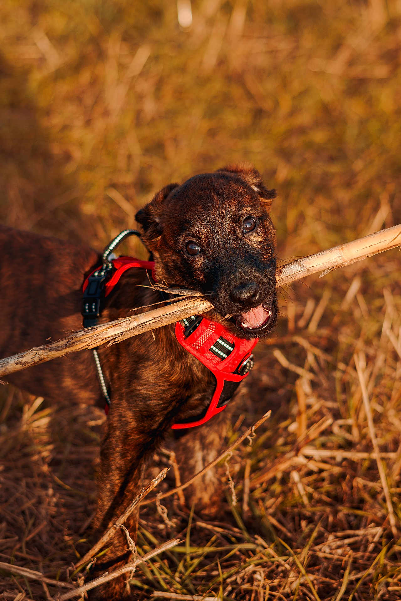 Ava participe au concours pour gagner de l'argent avec cette photo : dog, puppy, brindle_coat, red_harness, stick, grass, outdoor, nature, playful, chewing, animal, pet, canine, young_dog, sunlight, field, happy, closeup, brown, active