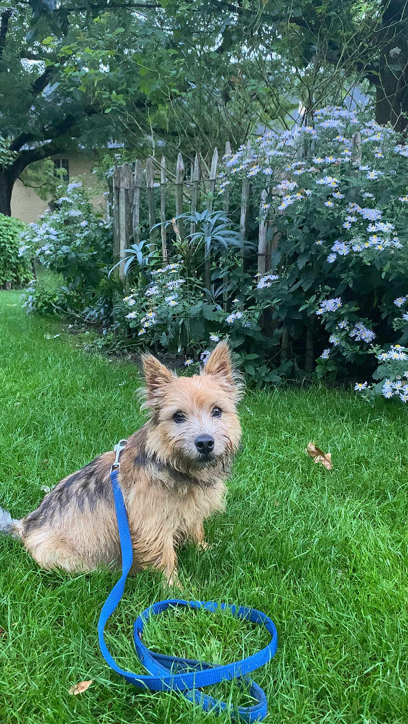 Benji