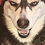 Koda is registered to the contest to win money with this photo: art, canidae, canis, carnivore, close_up, companion_dog, dog, dog_breed, drawing, fur, illustration, painting, sled_dog, snout, sporting_group, street_dog, sunglasses, terrestrial_animal, whiskers, working_animal