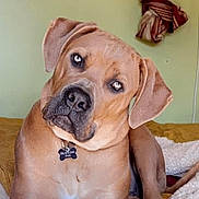Kane Wilson is registered to the contest to win money with this photo: dog, pet, brown_dog, bed, blanket, indoor, curtain, home, canine, animal, portrait, relaxed, looking, ears, paw, furniture, window, decor, collar, tag
