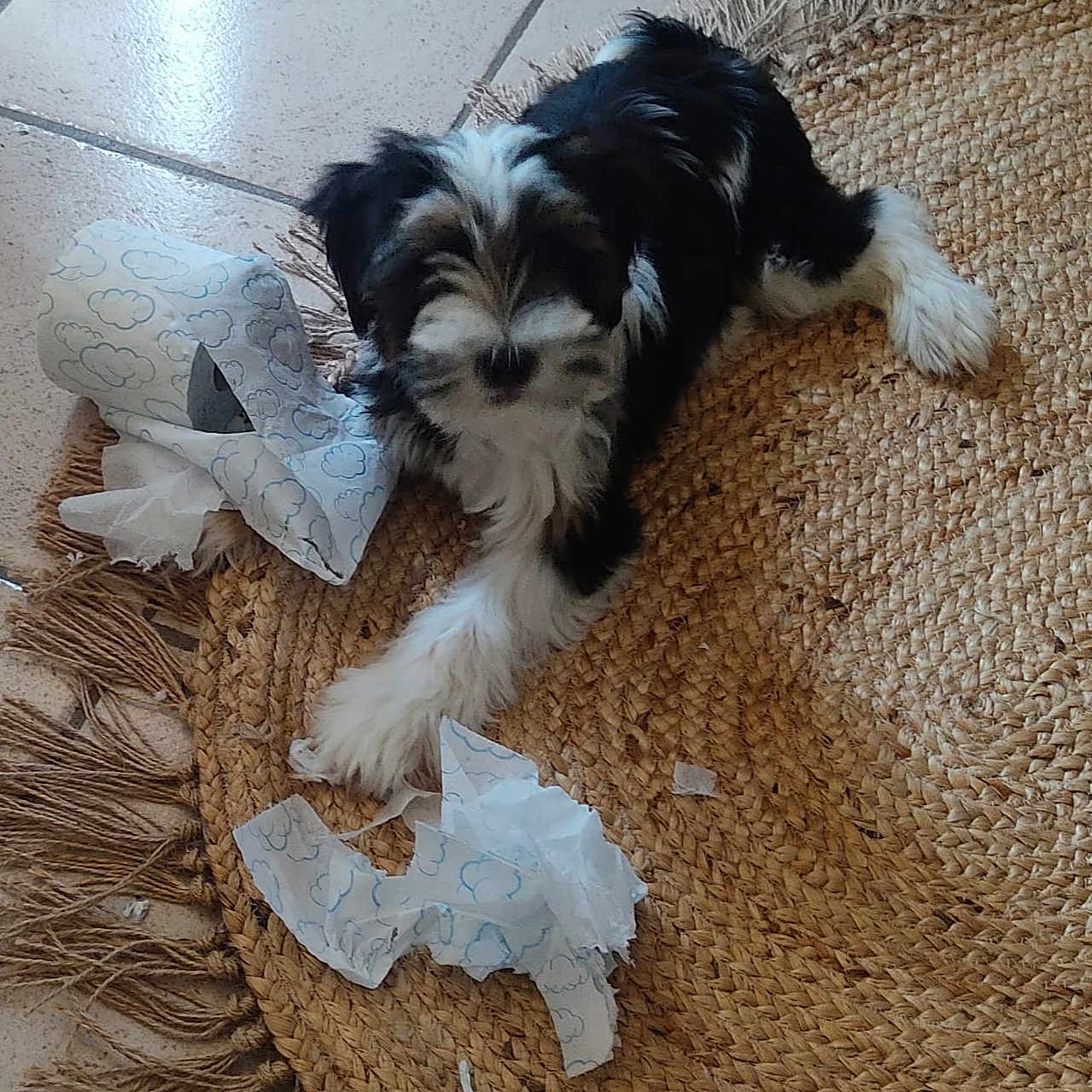 Valou participe au concours pour gagner de l'argent avec cette photo : animal, black_and_white, chewed, cute, dog, floor_tiles, fluffy, fur, home, indoor, laying_down, messy, paper, pet, pet_mischief, playful, puppy, small_dog, torn_paper, woven_rug