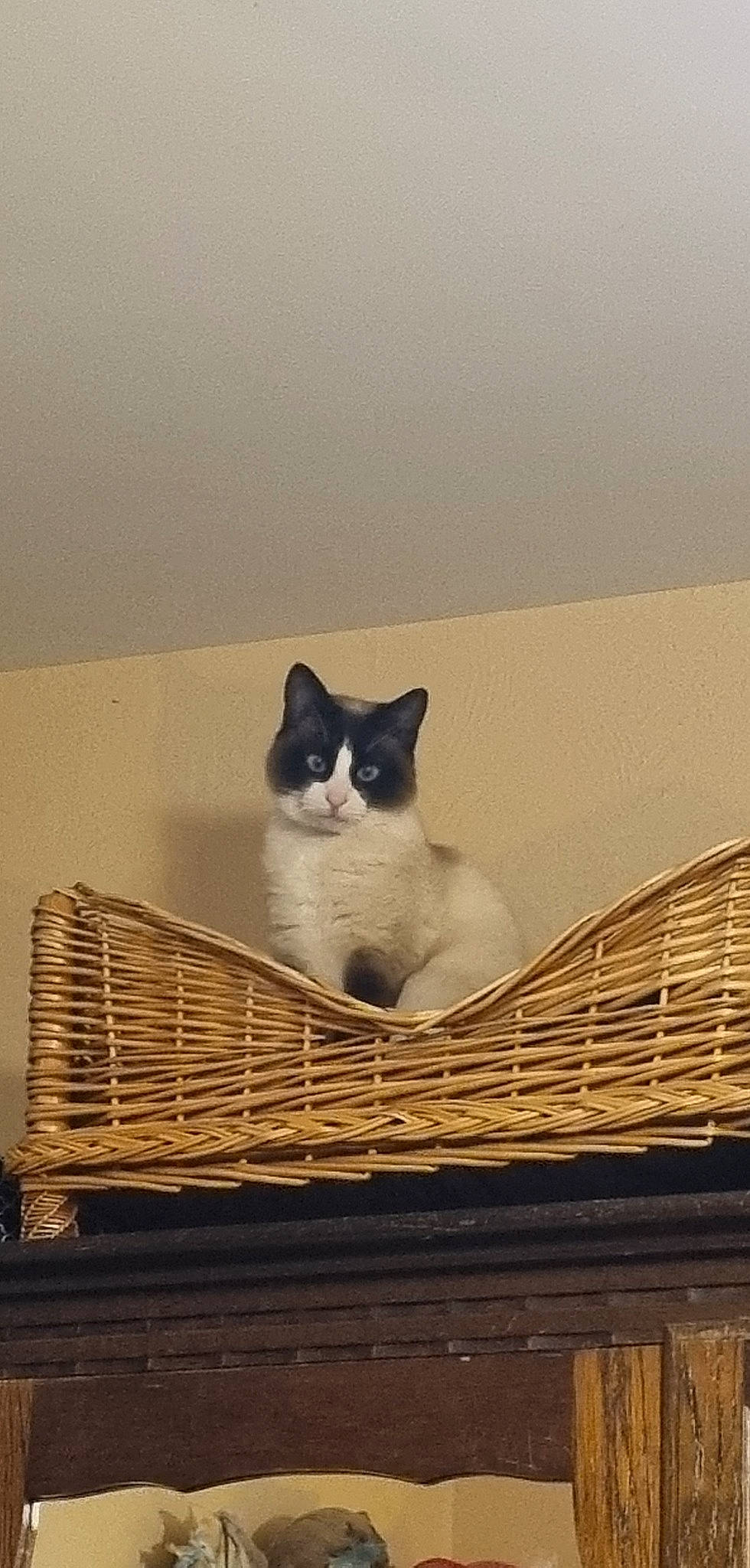 Perle participe au concours pour gagner de l'argent avec cette photo : basket, box, cardboard, carnivore, cat, comfort, domestic_short_haired_cat, felidae, fur, grey, pet_supply, sand, sitting, small_to_medium_sized_cats, snout, tail, whiskers, wicker, window, wood