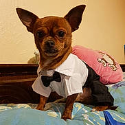 Milou participe au concours pour gagner de l'argent avec cette photo : canidae, carnivore, chihuahua, companion_dog, dog, dog_breed, dog_clothes, fawn, mammal, miniature_pinscher, prazsky_krysarik, puppy, russkiy_toy, skin, snout, toy_dog