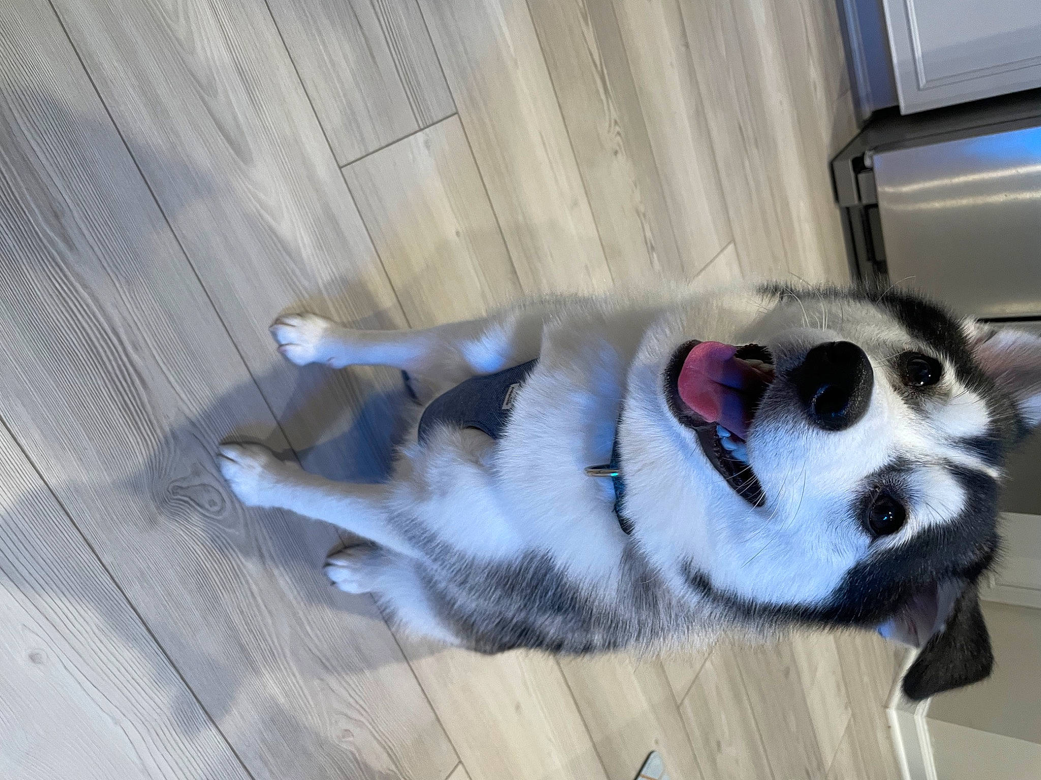 Kairi joined the competition — help win amazing prizes! canidae, carnivore, collar, companion_dog, dog, dog_breed, dog_supply, fawn, flooring, foot, fur, hardwood, paw, siberian_husky, snout, sporting_group, tail, whiskers, wood, working_animal