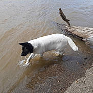 Harley is registered to the contest to win money with this photo: adventure, animal, black_and_white, canine, cautious, daytime, dog, exploring, lake, log, muddy, nature, outdoor, paws, pet, riverbank, shore, walking, water, wet