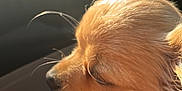 Stella a rejoint le concours — aidez-le/la à gagner de superbes lots ! dog, small_dog, pet, close_up, sunlight, flower_collar, car_interior, hand, rings, fur, whiskers, nose, ear, collar, accessory, warm_light, daylight, window, skin, animal