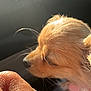 dog, small_dog, pet, close_up, sunlight, flower_collar, car_interior, hand, rings, fur, whiskers, nose, ear, collar, accessory, warm_light, daylight, window, skin, animal