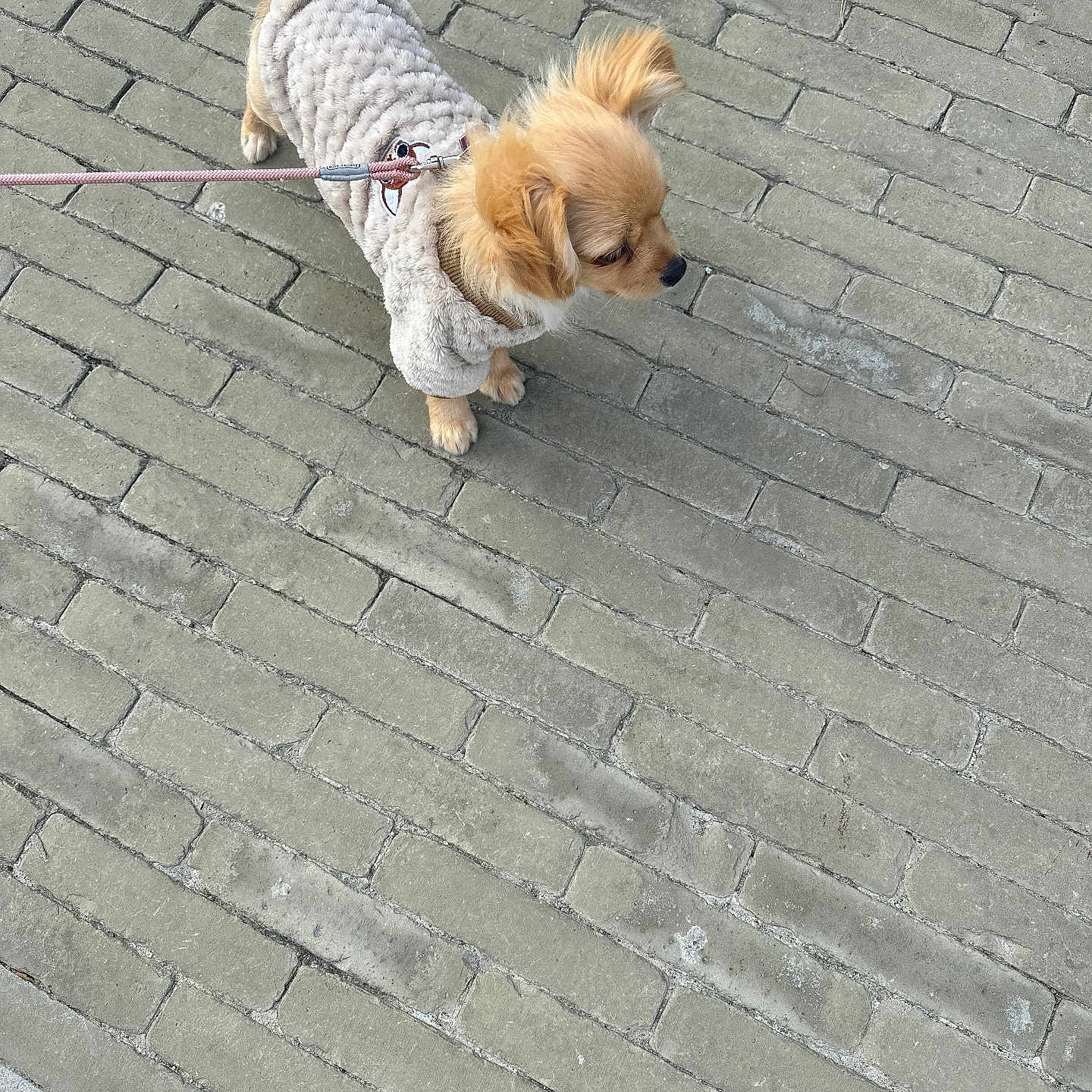 Stella participe au concours pour gagner de l'argent avec cette photo : animal, brick_sidewalk, canine, companion, curious, cute, daylight, dog, domestic_animal, fluffy, fur, leash, outdoor, pavement, pet, side_view, small_dog, standing, sweater, walking