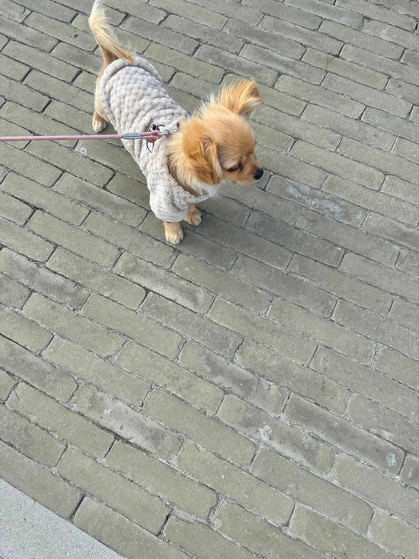 Stella