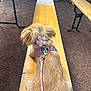 dog, pet, leash, harness, flower_accessory, bench, wooden_bench, outdoor, fur, small_dog, brown_fur, animal, seat, park, daylight, resting, side_view, cute, fluffy, collar