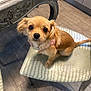 dog, puppy, small_dog, indoor, chair, furniture, floor, tile_floor, brown_fur, pet, cute, animal, looking_up, curious, pink_harness, ears, whiskers, tail, domestic_animal, companion