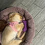 dog, puppy, sleeping, pink_harness, dog_bed, purple_toy, floor, tile_floor, pet, cozy, resting, fur, indoors, cute, small_dog, relaxed, canine, animal, soft, bed
