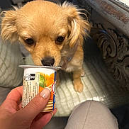 Stella participe au concours pour gagner de l'argent avec cette photo : dog, yogurt_cup, hand, indoor, furniture, cushion, curious, small_dog, pet, close_up, person, table, wood, sniffing, animal, light_brown_fur, nail_polish, fabric, knee, domestic