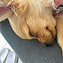 dog, puppy, golden_retriever, sleeping, close_up, fur, pink_harness, indoor, slippers, resting, cozy, pet, animal, domestic, cute, relaxing, soft_texture, nose, whiskers, paw