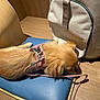 dog, small_dog, sleeping, pink_harness, leash, blue_cushion, wooden_floor, beige_bag, indoor, pet, resting, fur, canine, quiet, cozy, domestic, animal, companion, cute, relaxed