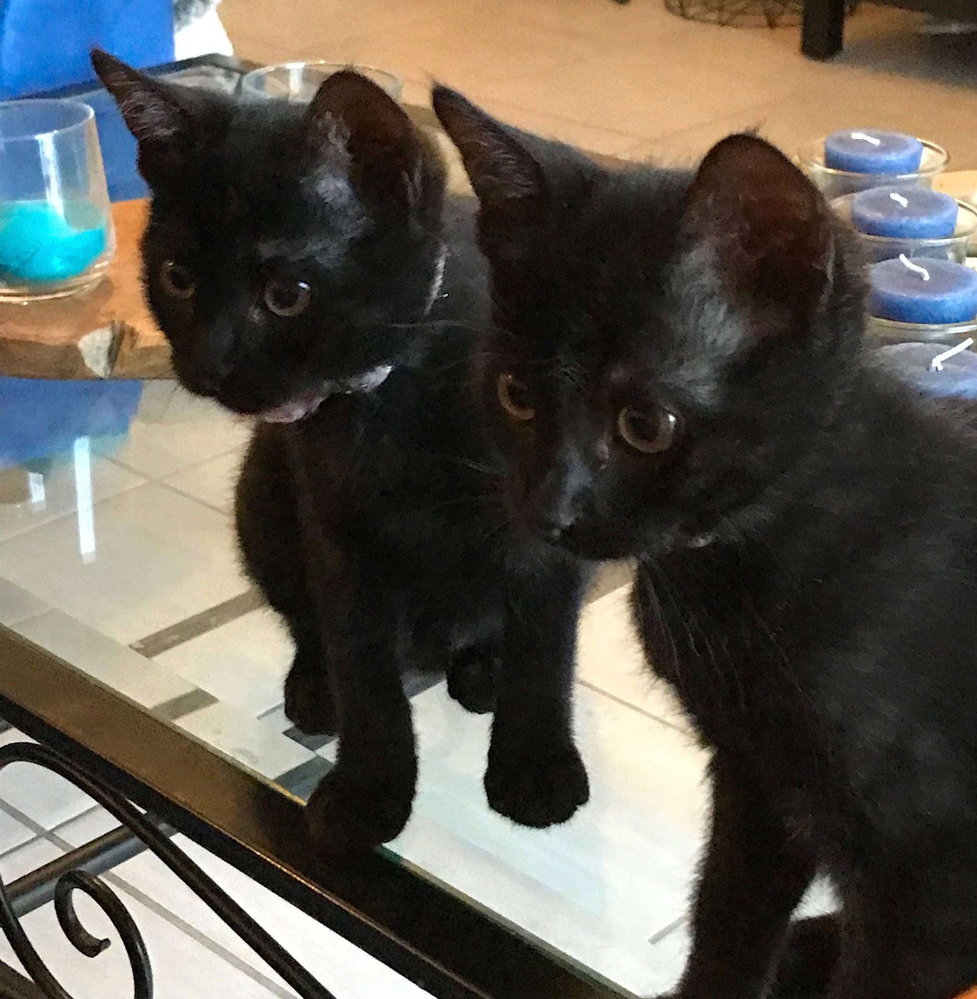 Thor participe au concours pour gagner de l'argent avec cette photo : black_cat, blue, bombay, carnivore, cat, claw, domestic_short_haired_cat, felidae, fur, paw, serveware, small_to_medium_sized_cats, snout, table, tableware, tail, terrestrial_animal, whiskers