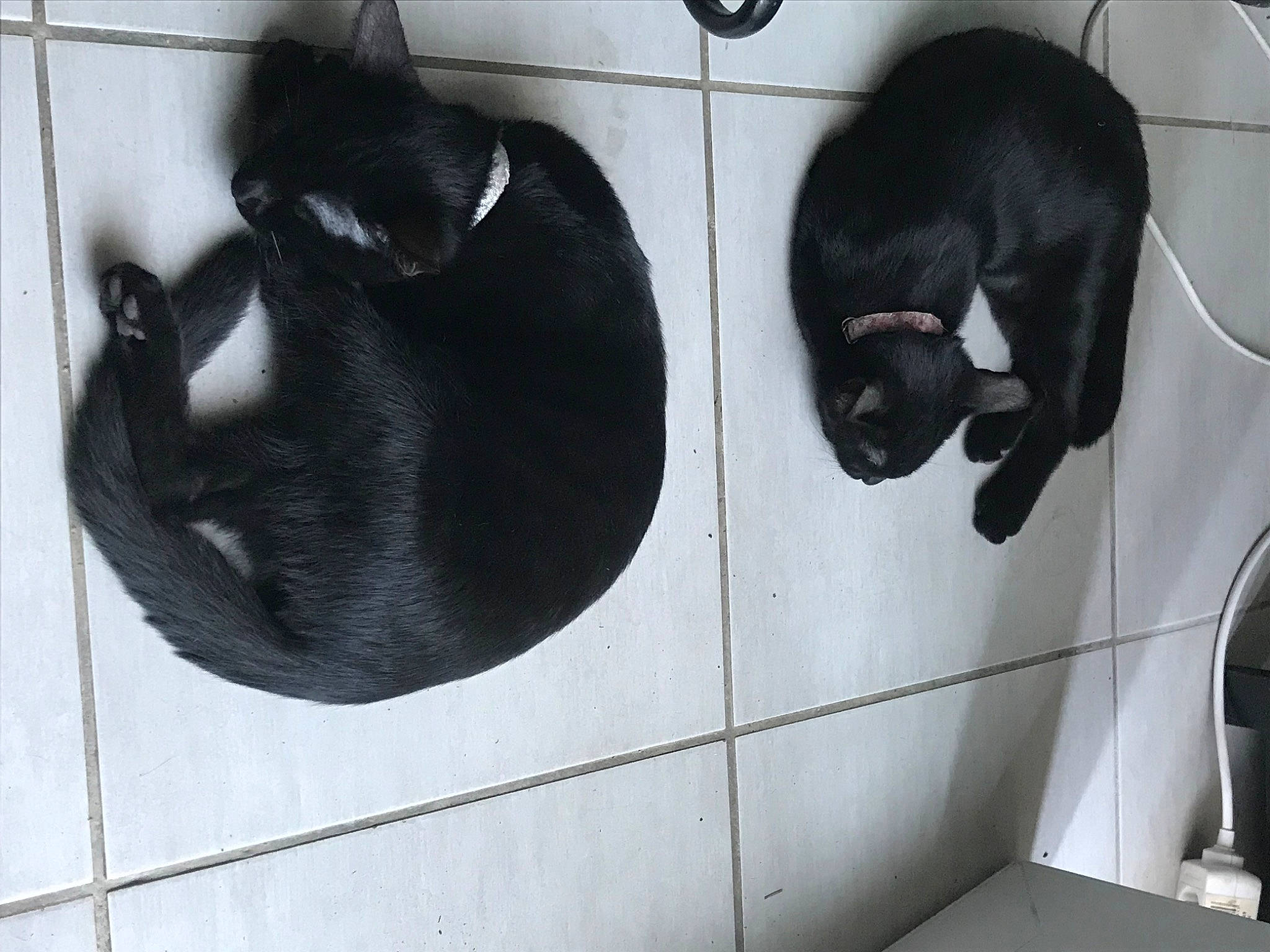 Thor participe au concours pour gagner de l'argent avec cette photo : animal_shelter, black, black_cat, carnivore, cat, comfort, dog_breed, felidae, fender, flooring, fur, grey, mammal, pet_supply, small_to_medium_sized_cats, snout, sporting_group, tail, vertebrate, whiskers