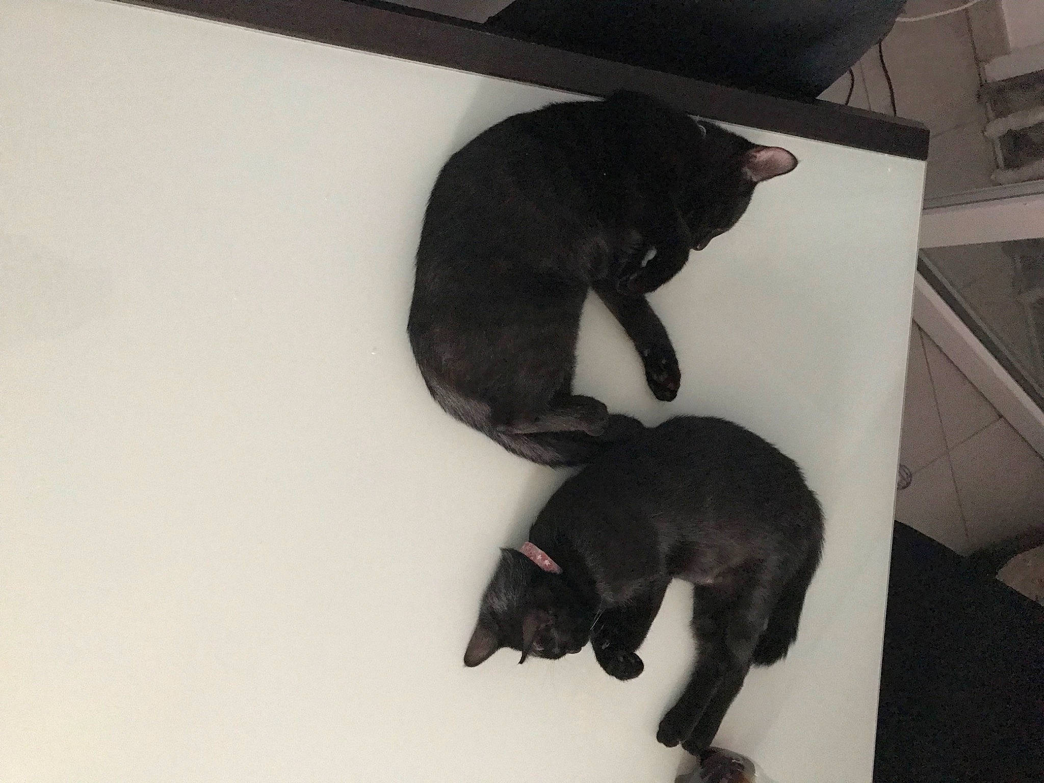 Thor a rejoint le concours — aidez-le/la à gagner de superbes lots ! black_cat, canidae, carnivore, comfort, companion_dog, dog, dog_breed, fawn, felidae, flooring, fur, mammal, non_sporting_group, paw, puppy, small_to_medium_sized_cats, snout, sporting_group, tail, whiskers