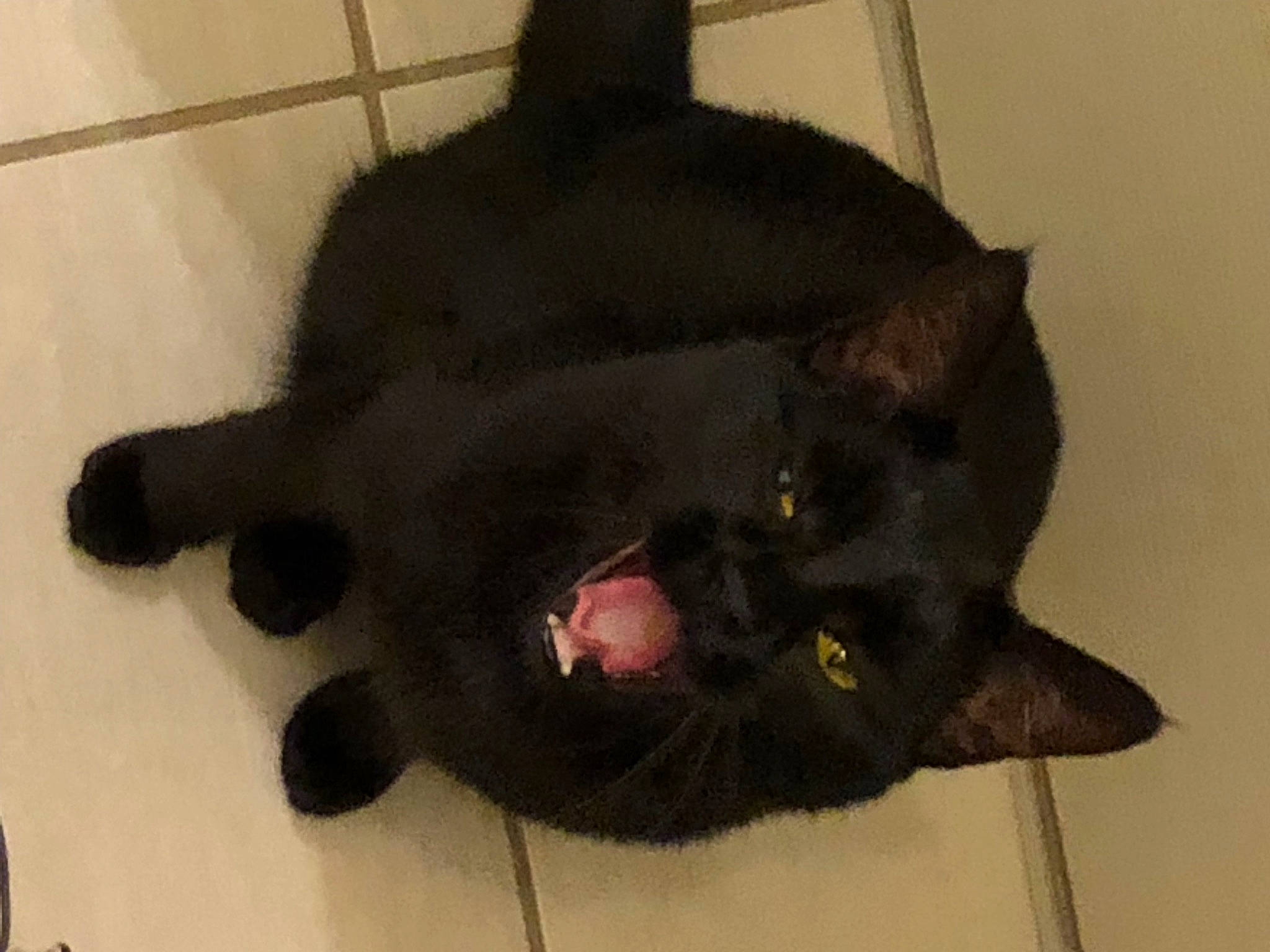 Torvi a rejoint le concours — aidez-le/la à gagner de superbes lots ! black_cat, bombay, canidae, carnivore, cat, claw, comfort, dog_breed, domestic_short_haired_cat, felidae, flooring, fur, mammal, paw, small_to_medium_sized_cats, snout, sporting_group, tail, terrestrial_animal, whiskers