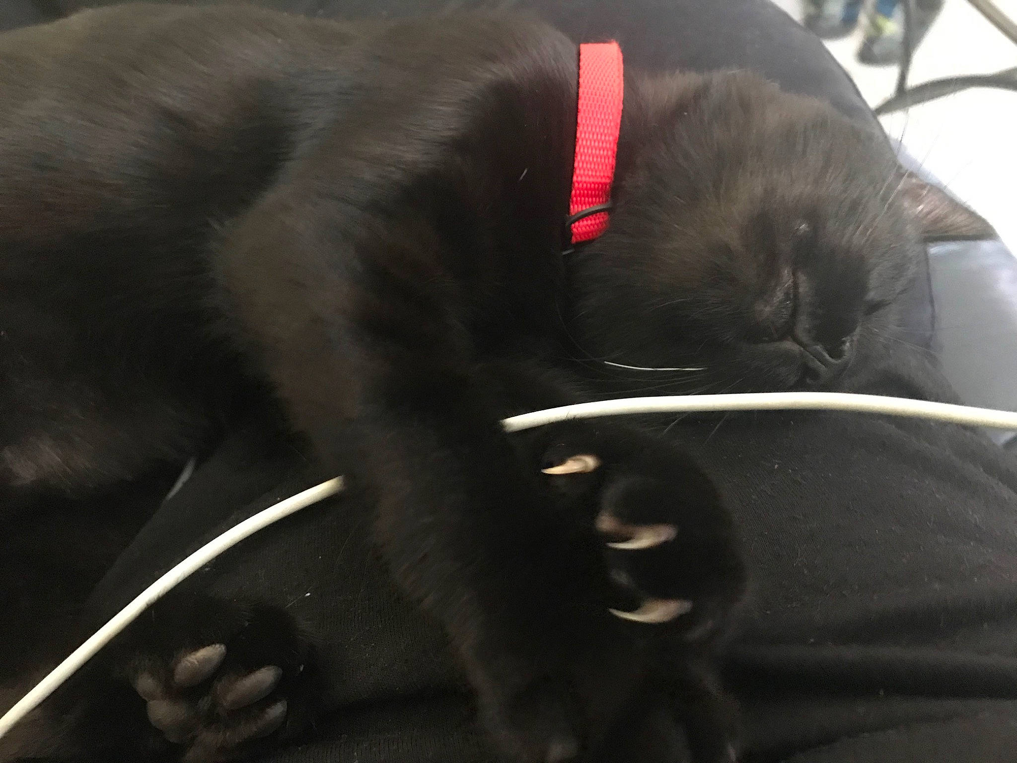 Torvi participe au concours pour gagner de l'argent avec cette photo : carnivore, cat, collar, comfort, companion_dog, dog_breed, dog_collar, fawn, felidae, fur, liver, pet_supply, plant, small_to_medium_sized_cats, snout, sporting_group, tail, terrestrial_animal, whiskers, working_animal