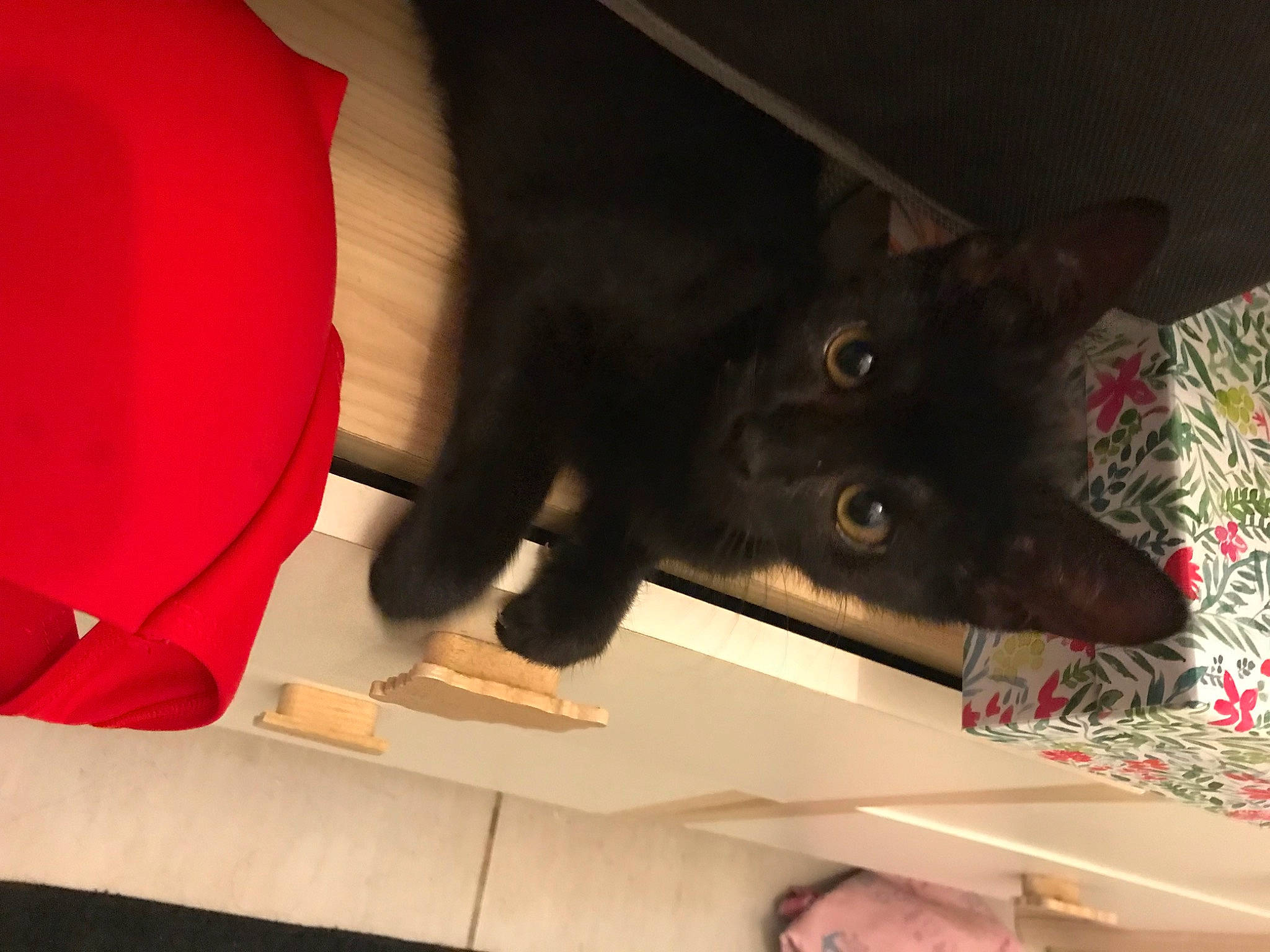 Torvi a rejoint le concours — aidez-le/la à gagner de superbes lots ! black_cat, carmine, carnivore, cat, coquelicot, domestic_short_haired_cat, felidae, flooring, foot, fur, human_leg, nail, paper, paper_product, petal, room, small_to_medium_sized_cats, tail, whiskers, wood