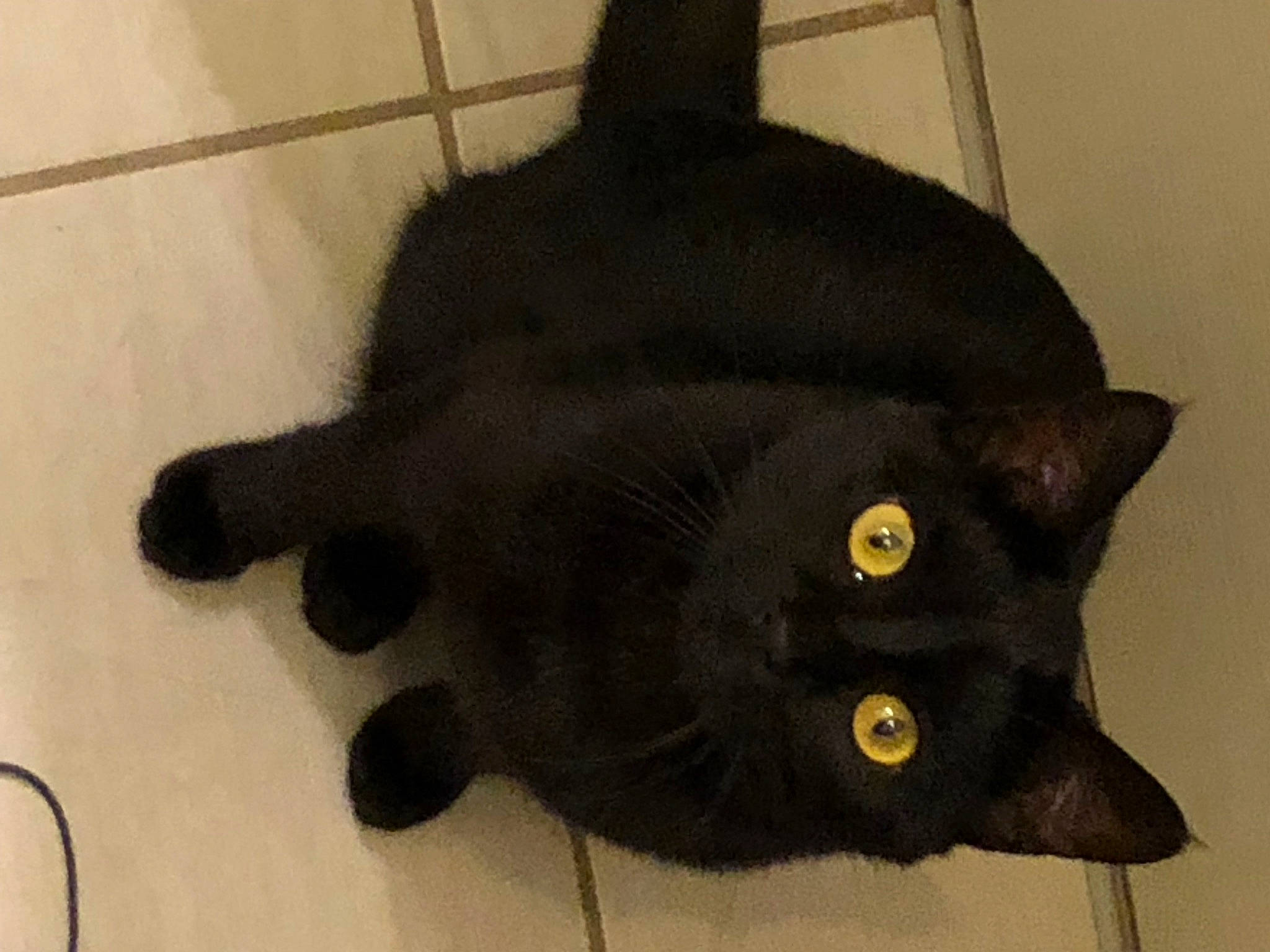 Torvi a rejoint le concours — aidez-le/la à gagner de superbes lots ! black_cat, bombay, carnivore, cat, domestic_short_haired_cat, eye, fashion_accessory, felidae, flooring, fur, plant, small_to_medium_sized_cats, snout, tail, terrestrial_animal, whiskers