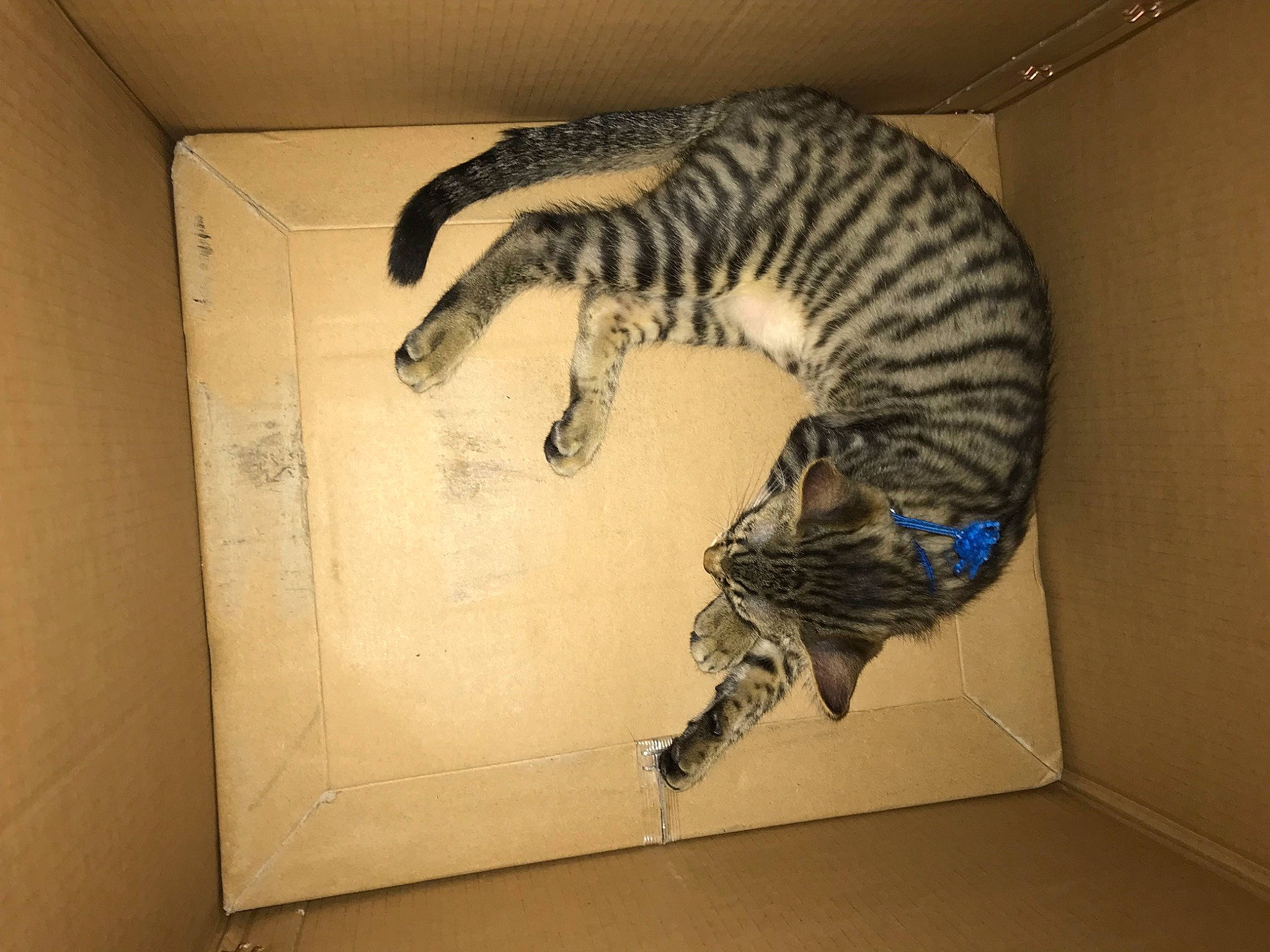 Triskel participe au concours pour gagner de l'argent avec cette photo : art, carnivore, cat, claw, dinosaur, domestic_short_haired_cat, extinction, felidae, flooring, fossil, fur, machine, paw, small_to_medium_sized_cats, snout, tail, terrestrial_animal, vertebrate, visual_arts, whiskers