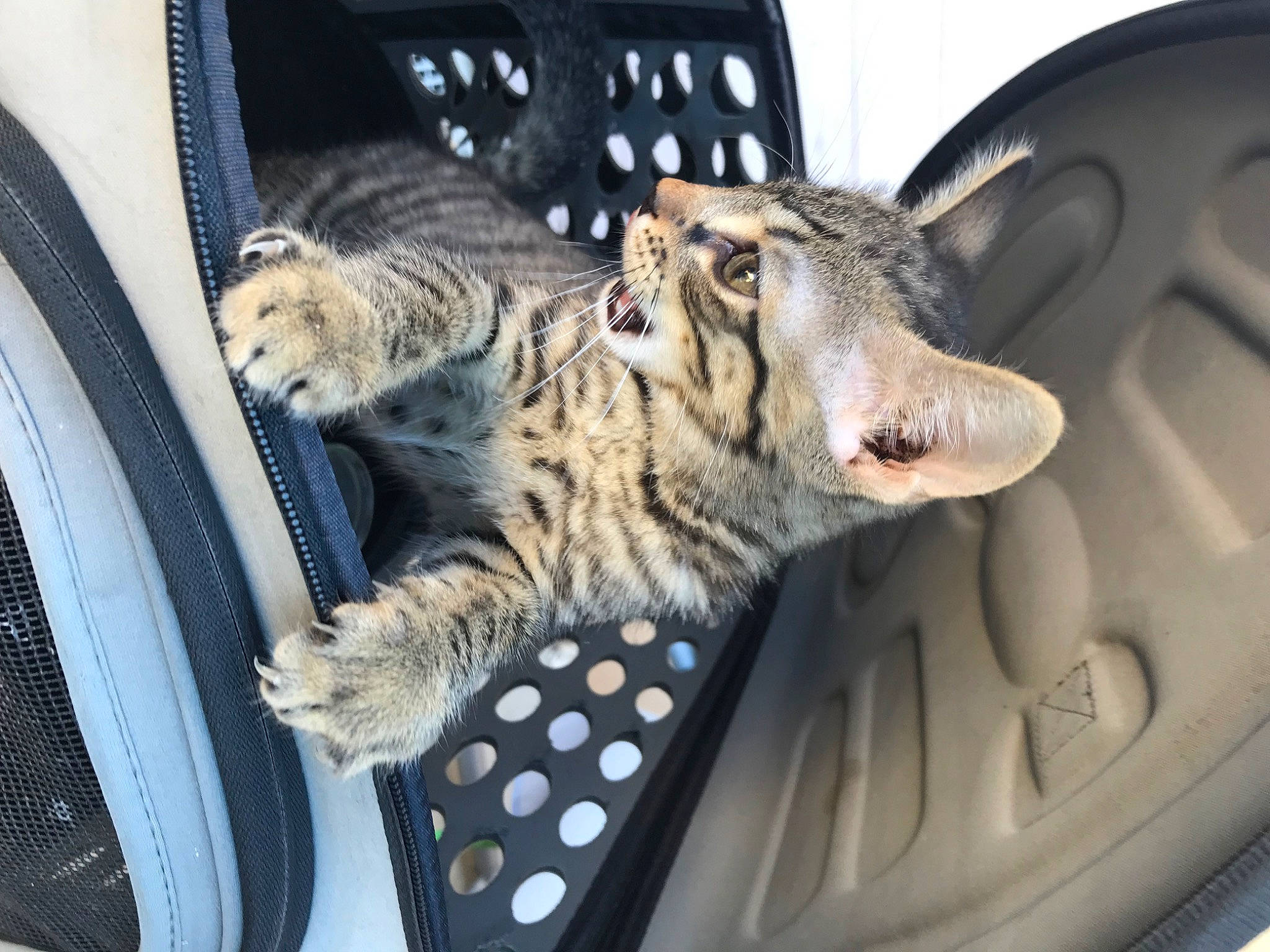 Triskel participe au concours pour gagner de l'argent avec cette photo : auto_part, automotive_design, automotive_exterior, automotive_tire, carnivore, cat, comfort, domestic_short_haired_cat, felidae, fur, hood, motor_vehicle, paw, small_to_medium_sized_cats, snout, vehicle, vehicle_door, whiskers, window, windshield