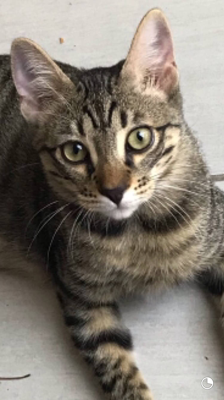 Triskel participe au concours pour gagner de l'argent avec cette photo : carnivore, cat, domestic_short_haired_cat, felidae, fur, paw, small_to_medium_sized_cats, snout, terrestrial_animal, whiskers, wildlife