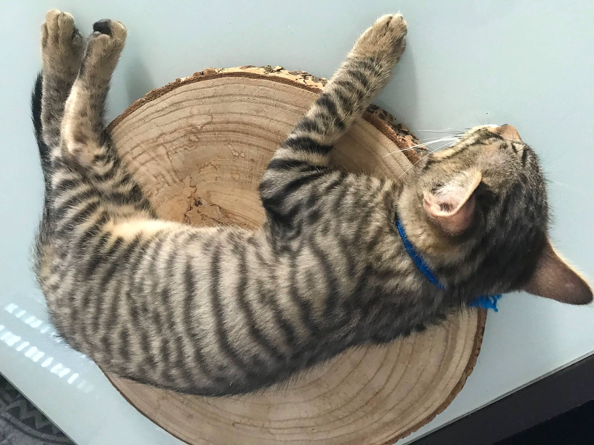 Triskel participe au concours pour gagner de l'argent avec cette photo : carnivore, cat, comfort, domestic_short_haired_cat, felidae, fur, serveware, small_to_medium_sized_cats, tail, terrestrial_animal, whiskers, wood