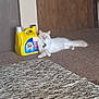 Snowball is registered to the contest to win money with this photo: cat, indoor, carpet, detergent, yellow_bottle, relaxed, animal, pet, floor, furniture, home, door, wood, fluffy, cream_color, lying_down, domestic_cat, household, quiet, resting