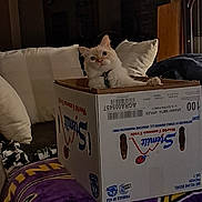 Snowball is registered to the contest to win money with this photo: cat, box, cardboard_box, blanket, indoor, living_room, pillow, furniture, pet, curious, white_cat, cozy, relaxed, wooden_cabinet, couch, home, animal, resting, domestic_cat, fur