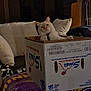 cat, box, cardboard_box, blanket, indoor, living_room, pillow, furniture, pet, curious, white_cat, cozy, relaxed, wooden_cabinet, couch, home, animal, resting, domestic_cat, fur