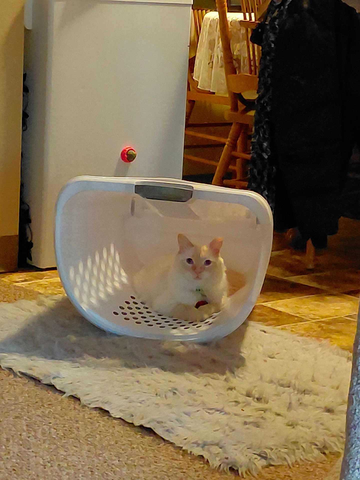 Snowball joined the competition — help win amazing prizes! cat, laundry_basket, white_cat, rug, floor, kitchen, wooden_chair, table, indoor, pet, domestic, cozy, furniture, relaxing, animal, home, carpet, floor_tiles, light, shadow