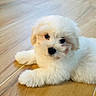 Ayden a rejoint le concours — aidez-le/la à gagner de superbes lots ! puppy, dog, white_fur, fluffy, cute, pet, indoor, wooden_floor, flooring, laying_down, young_dog, small_dog, animal, canine, adorable, domestic_animal, looking, fur, young, resting