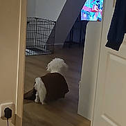 Ayden a rejoint le concours — aidez-le/la à gagner de superbes lots ! dog, white_dog, sweater, wooden_floor, doorway, room, tv_screen, colorful_tv, jacket, clothing, pet, indoor, home, floor, furniture, crate, technology, cord, power_outlet, relaxing