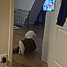 dog, white_dog, sweater, wooden_floor, doorway, room, tv_screen, colorful_tv, jacket, clothing, pet, indoor, home, floor, furniture, crate, technology, cord, power_outlet, relaxing