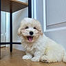 Ayden a rejoint le concours — aidez-le/la à gagner de superbes lots ! puppy, dog, white_dog, fluffy, tongue_out, indoor, wood_floor, door, shelf, metal, wood, cute, pet, smiling, small_dog, young_dog, animal, happy, sitting, fur