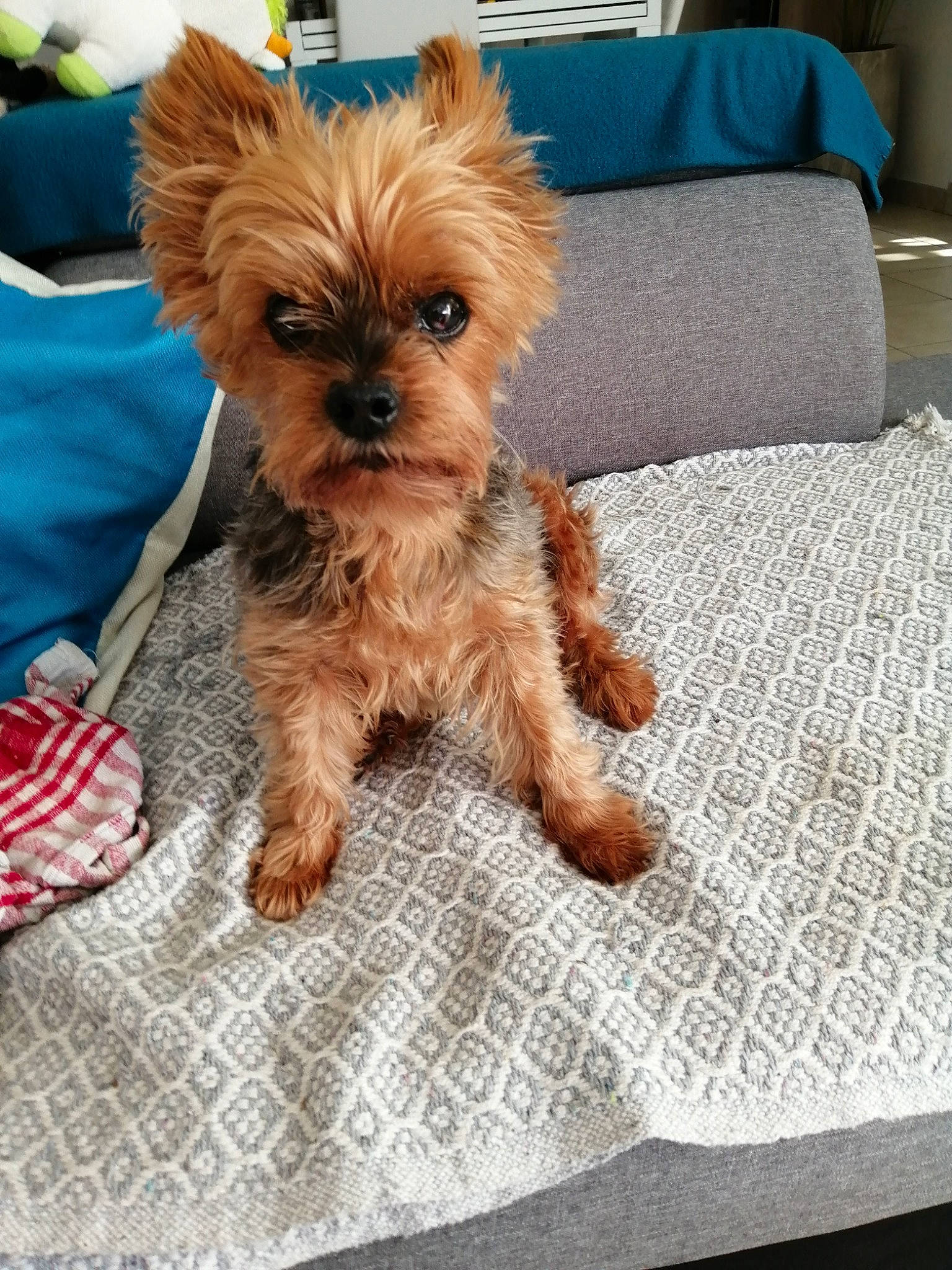 Chippie a rejoint le concours — aidez-le/la à gagner de superbes lots ! canidae, comfort, companion_dog, couch, dog, dog_breed, dog_supply, fawn, fur, linens, liver, pet_supply, small_terrier, snout, terrier, toy_dog, working_animal, working_terrier, yorkipoo, yorkshire_terrier