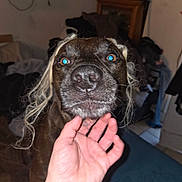 Lil Wood is registered to the contest to win money with this photo: bedroom, blonde_hair, blue_eyes, brown_dog, close_up, clutter, cute, dog, flash, fur, furniture, hand, human_hand, indoor, muzzle, nose, pet, portrait, whiskers, wig