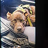 brown_dog, canine, car_interior, car_seat, center_console, close_up, dashboard, dog, domestic_animal, ear, fur, gear_shift, leash, looking_at_camera, pet, resting, seat, vehicle, window, yellow_harness