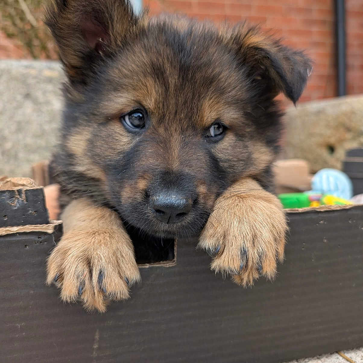 Tilly is registered to the contest to win money with this photo: animal, box, brick, canine, coyote, dog, germanshepherd, goldenretriever, husky, indoors, interiordesign, person, pet, policedog, puppy, slate, sleeping, snout, terrier, whitedog