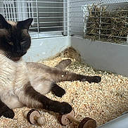 Daisy participe au concours pour gagner de l'argent avec cette photo : bedding, cage, cat, fur, hay, indoor, nose, paw, pet, relaxed, shadow, siamese_cat, sitting, sleepy, sunlight, toy, tray, water_bottle, whiskers, wood_shavings